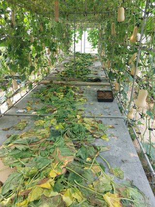 알 수 없음님의 8월 내 작물 자랑하기 · 참여글 작성글 사진