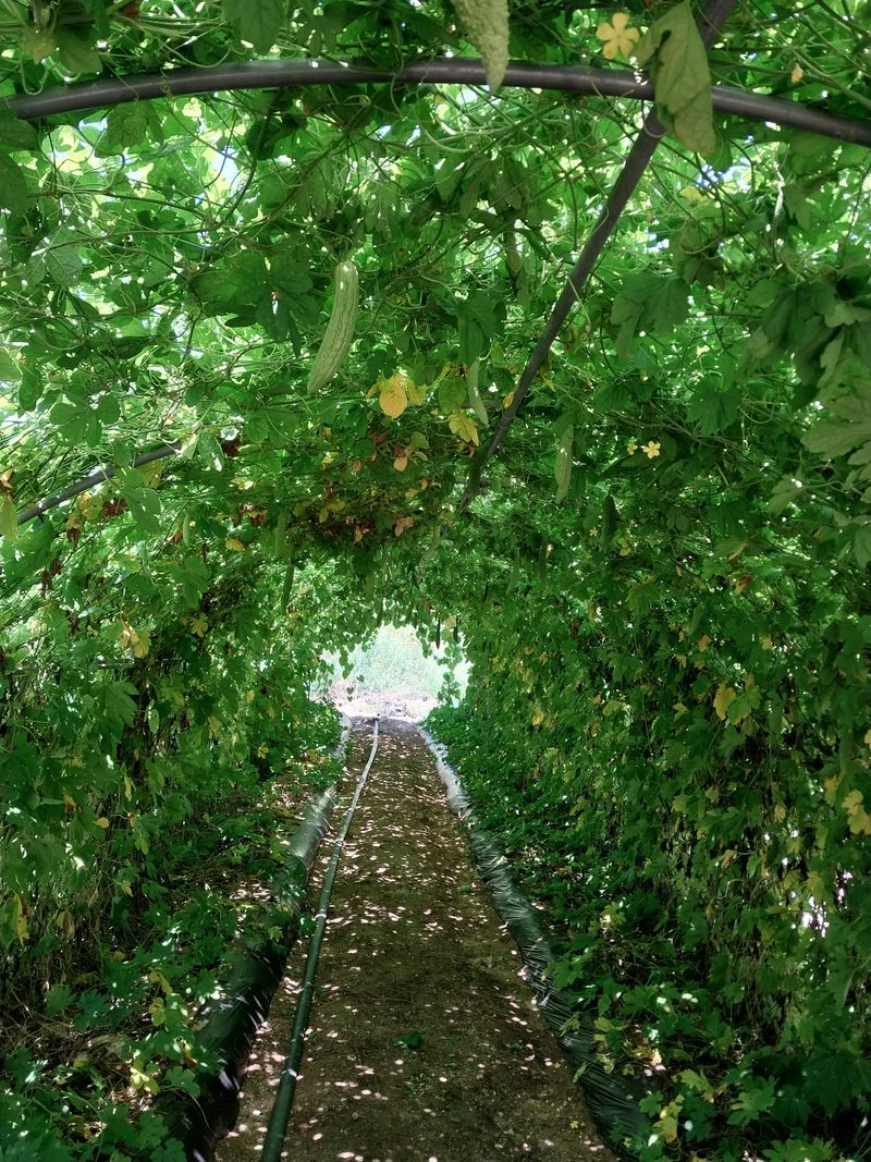 류남열님의 장터 판매 상품 [건여주450g 150g] 첨부 사진