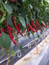 팜모닝 8월 내 작물 자랑하기·참여글 게시글 이미지