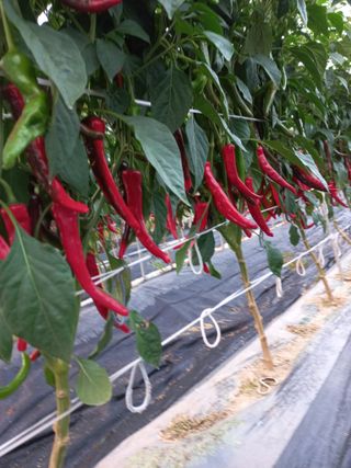 박연숙님의 8월 내 작물 자랑하기 · 참여글 작성글 사진