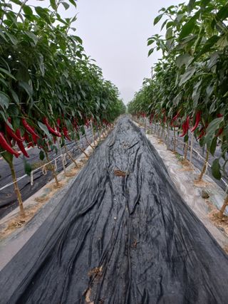 박연숙님의 8월 내 작물 자랑하기 · 참여글 작성글 사진