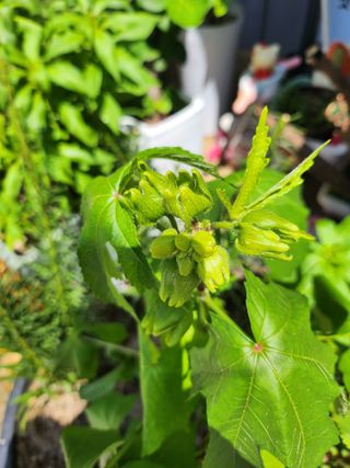 김명숙님의 8월 내 작물 자랑하기 · 참여글 작성글 사진