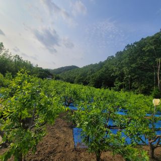 알 수 없음님의 장터이야기 · 자유게시판 작성글 사진