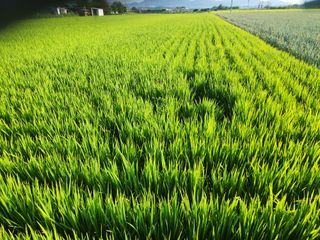 박정하님의 벼 · 자유게시판 작성글 사진