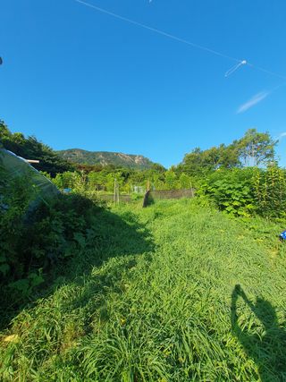 이영준님의 기타작물 · 영농일지 작성글 사진