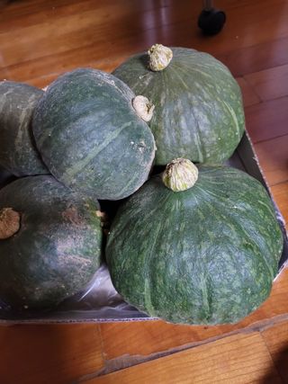 박종이님의 8월 내 작물 자랑하기 · 참여글 작성글 사진