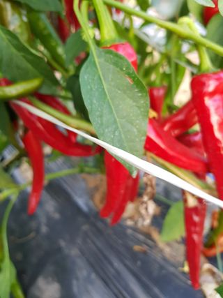 백봉2리밭농사곡식님의 8월 내 작물 자랑하기 · 참여글 작성글 사진