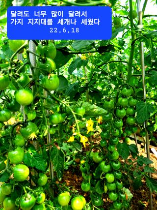 카니발2님의 토마토 · 병해충상담 작성글 사진