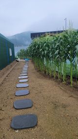 팜모닝 8월 내 작물 자랑하기·참여글 게시글 이미지