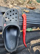 팜모닝 8월 내 작물 자랑하기·참여글 게시글 이미지