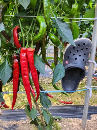 장군이네님의 8월 내 작물 자랑하기 · 참여글 작성글 사진