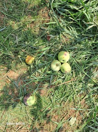 소녀시대(중구)님의 사과 · 병해충상담 작성글 사진