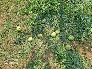 소녀시대(중구)님의 사과 · 병해충상담 작성글 사진