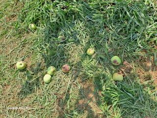 소녀시대(중구)님의 사과 · 병해충상담 작성글 사진