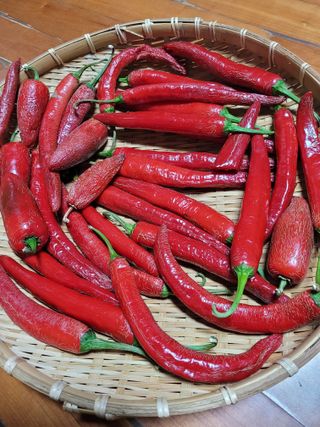 박종이님의 고추 · 품종•종자 작성글 사진