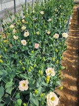 팜모닝 8월 내 작물 자랑하기·참여글 게시글 이미지