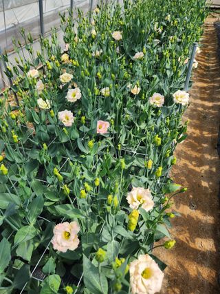 최돈례 님의 8월 내 작물 자랑하기 · 참여글 작성글 사진