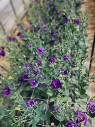 최돈례 님의 8월 내 작물 자랑하기 · 참여글 작성글 사진