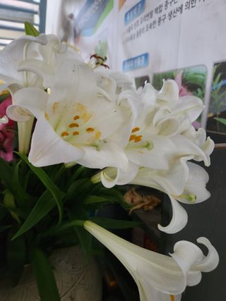 최돈례 님의 8월 내 작물 자랑하기 · 참여글 작성글 사진