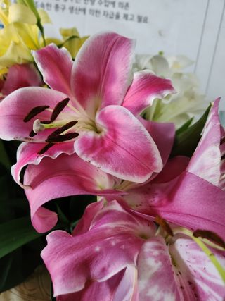 최돈례 님의 8월 내 작물 자랑하기 · 참여글 작성글 사진