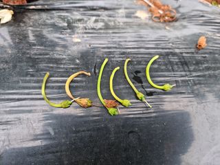 류수천님의 고추 · 병해충상담 작성글 사진