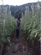 팜모닝 참깨·병해충상담 게시글 이미지