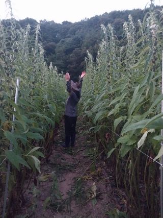 박흠님의 참깨 · 병해충상담 작성글 사진