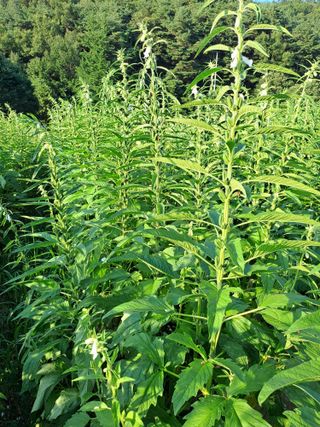 박흠님의 참깨 · 병해충상담 작성글 사진