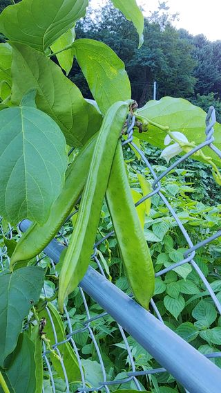 황금박쥐님의 콩 · 영농일지 작성글 사진