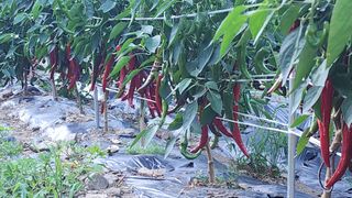 황금박쥐님의 콩 · 영농일지 작성글 사진