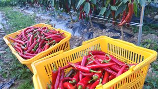 황금박쥐님의 콩 · 영농일지 작성글 사진