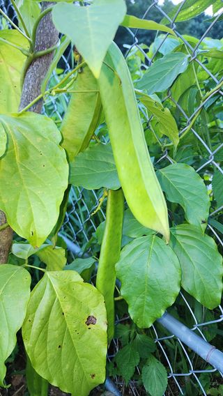 황금박쥐님의 콩 · 영농일지 작성글 사진