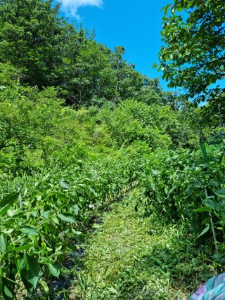 농사는보물이다님의 고추 · 일상 작성글 사진