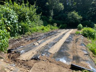 성주농원님의 감자 · 영농일지 작성글 사진