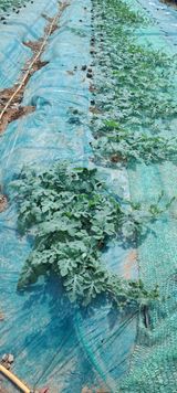 팜모닝 8월 내 작물 자랑하기·참여글 게시글 이미지