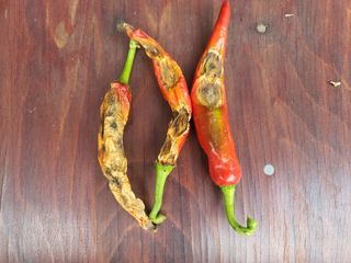 농막쥔님의 고추 · 병해충상담 작성글 사진