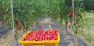 최문열님의 8월 내 작물 자랑하기 · 참여글 작성글 사진