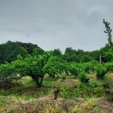 팜모닝 8월 내 작물 자랑하기·참여글 게시글 이미지