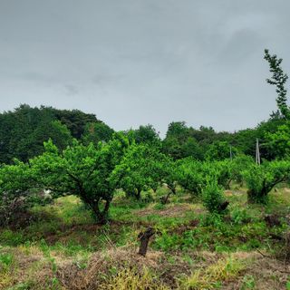 매실19781님의 8월 내 작물 자랑하기 · 참여글 작성글 사진