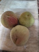 팜모닝 복숭아·자유게시판 게시글 이미지