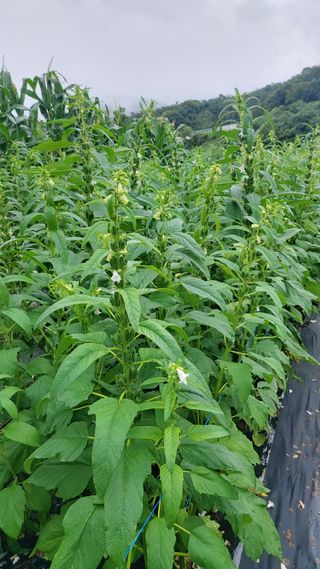 임곡농장김향중님의 참깨 · 자유게시판 작성글 사진