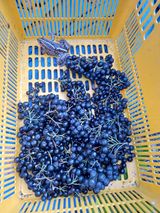 팜모닝 8월 내 작물 자랑하기·참여글 게시글 이미지