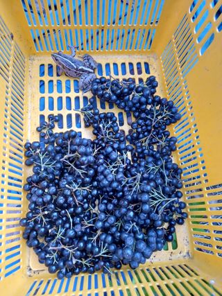 GH장수기호농님의 8월 내 작물 자랑하기 · 참여글 작성글 사진