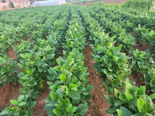 시골에 살어리랏다 님의 콩 · 자유게시판 작성글 사진