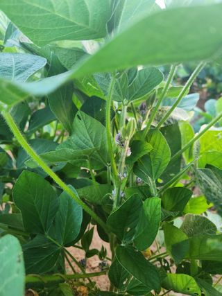 시골에 살어리랏다 님의 콩 · 자유게시판 작성글 사진