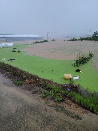 깜돌님의 8월 내 작물 자랑하기 · 참여글 작성글 사진