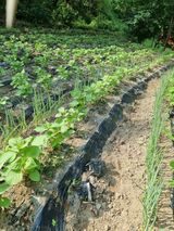 팜모닝 8월 내 작물 자랑하기·참여글 게시글 이미지