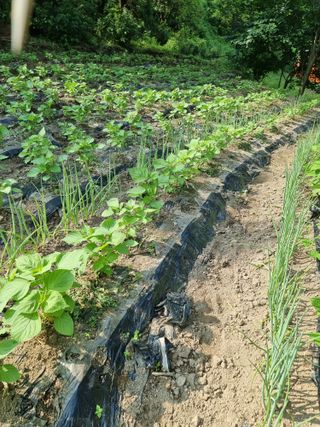 최상숙님의 8월 내 작물 자랑하기 · 참여글 작성글 사진