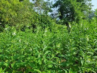 최상숙님의 8월 내 작물 자랑하기 · 참여글 작성글 사진