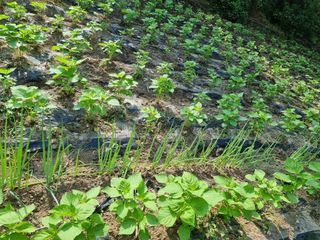 최상숙님의 8월 내 작물 자랑하기 · 참여글 작성글 사진